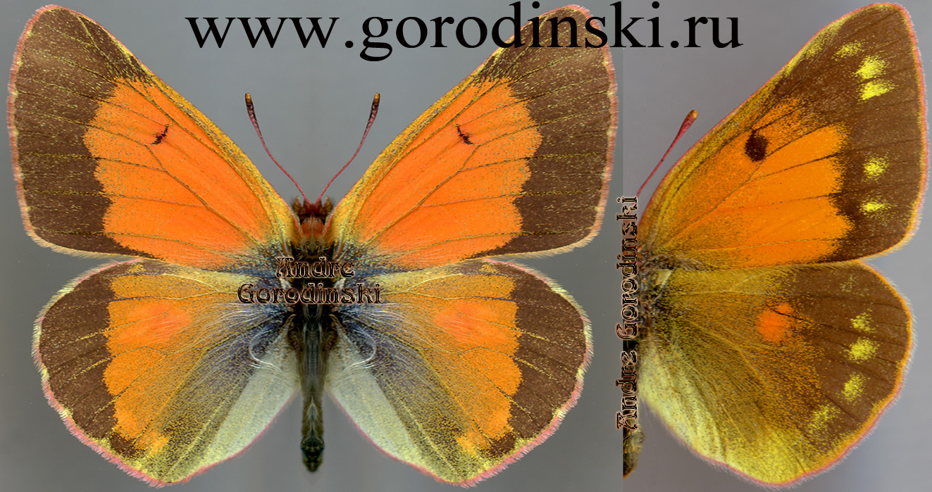 http://www.gorodinski.ru/pieridae/Colias thisoa aeolides.jpg